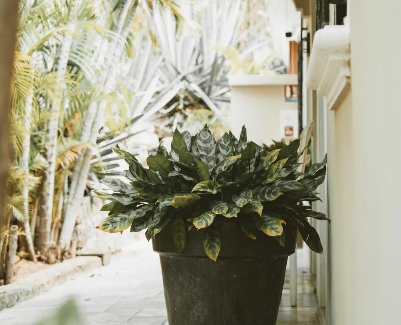 Guest house La Villa Hibiscus, Saint Martin Cul de Sac